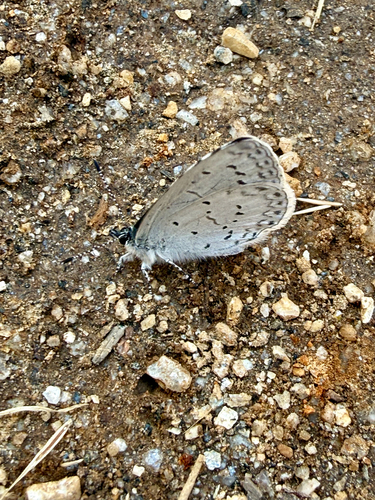 iNaturalist observation photo of Echo Azure
