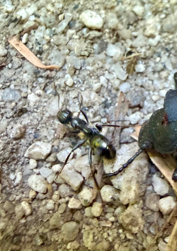 iNaturalist observation photo of Ants