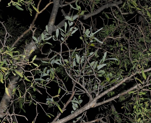 Amyema lucasii, photograph 2