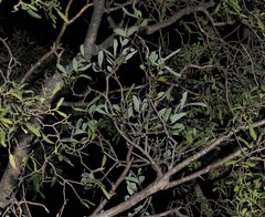 Amyema lucasii, photograph Thomas Mesaglio, CC BY, iNaturalist via GBIF