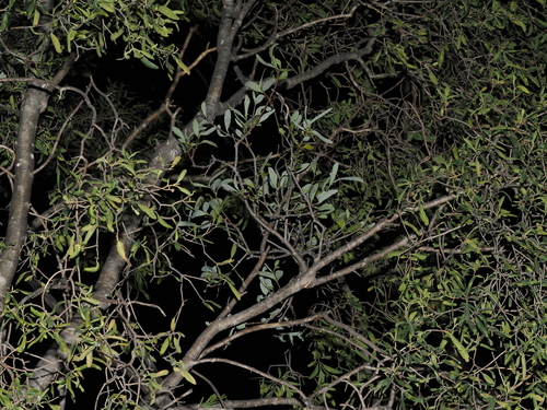 Amyema lucasii, photograph 3