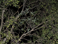 Amyema lucasii, photograph Thomas Mesaglio, CC BY, iNaturalist via GBIF