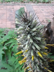 Aechmea kuntzeana