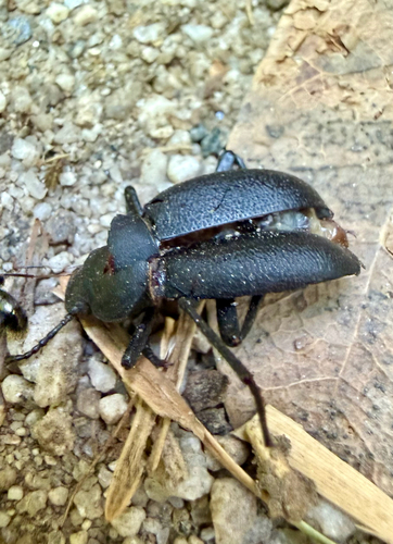iNaturalist observation photo of Serrated Darkling Beetle