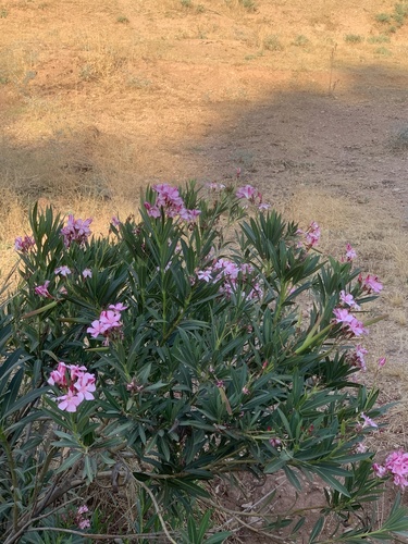 oleander