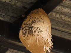 Polybia occidentalis