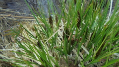 Carex cespitosa