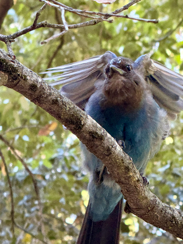 iNaturalist observation photo of Steller's Jay