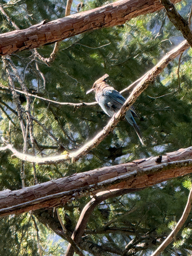 iNaturalist observation photo of Steller's Jay
