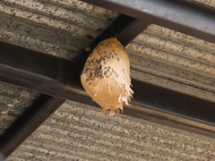 Polybia occidentalis