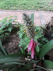 Aechmea kuntzeana