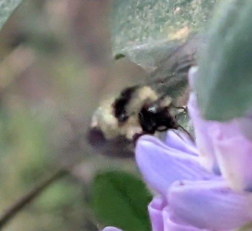 iNaturalist observation photo of Fuzzy-Horned Bumble Bee