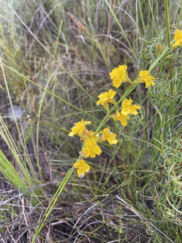 Goodenia stelligera observed 2026-07-09