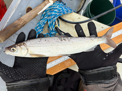Least cisco (Coregonus sardinella) — Salmonidae — 4