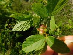 Contarinia negundinis