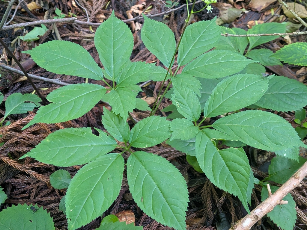 Panax japonicus; photograph (c) plant 0302, some rights reserved (CC BY)