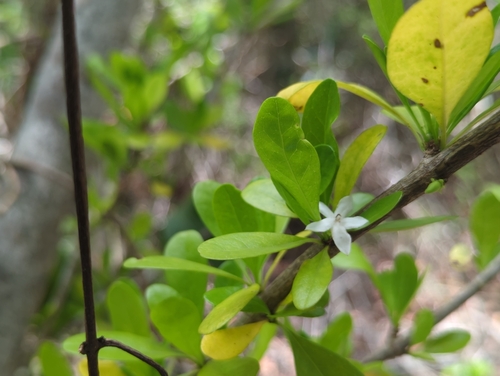 Randia aculeata, photograph 6