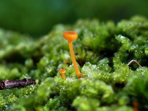 Orange Moss Navel