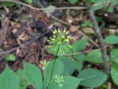 (c) plant 0302, some rights reserved (CC BY) Panax japonicus, photograph (c) plant 0302, some rights reserved (CC BY)