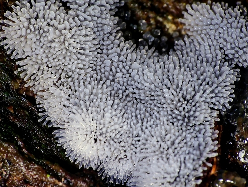 Common Coral Slime