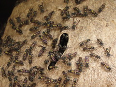 Polybia occidentalis