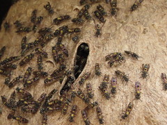 Polybia occidentalis