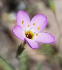 Leptosiphon ambiguus