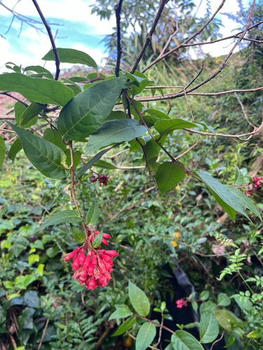 Cestrum elegans, photograph 3