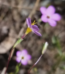 Leptosiphon ambiguus