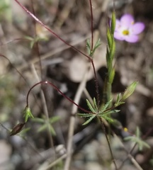 Leptosiphon ambiguus