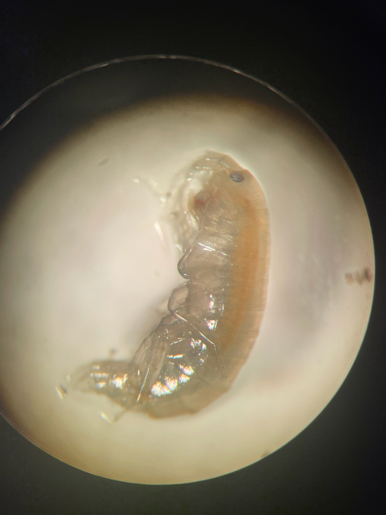 Gammarus aequicauda
