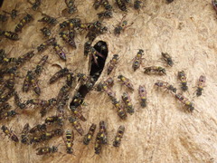 Polybia occidentalis