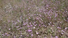 Leptosiphon ambiguus