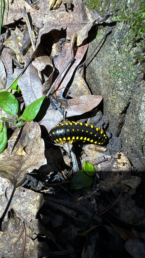 Colorful Cherry Millipede