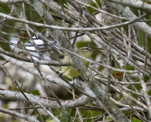 Numfor Leaf Warbler (Phylloscopus maforensis), photo 6