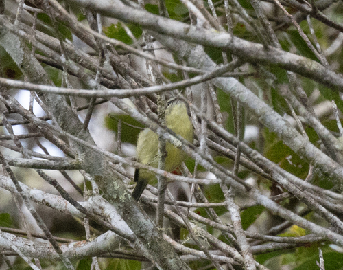 Numfor Leaf Warbler (Phylloscopus maforensis), photo 2