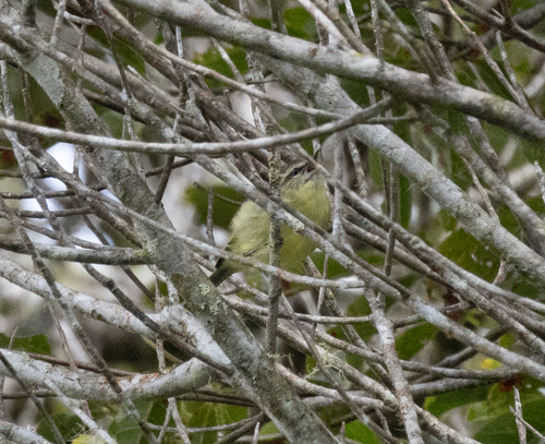 Numfor Leaf Warbler (Phylloscopus maforensis)