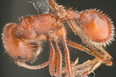 Pogonomyrmex subnitidus