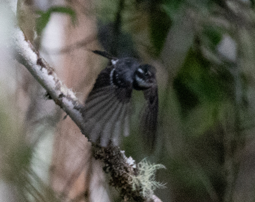 Friendly Fantail (Rhipidura albolimbata), photo 10
