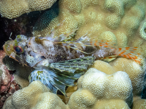 Dendrochirus barberi observed 2023-09-15