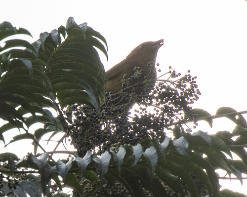 MacGregor's Bowerbird (Amblyornis macgregoriae)