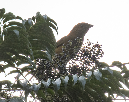 MacGregor's Bowerbird (Amblyornis macgregoriae), photo 2