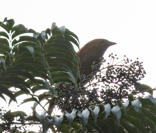MacGregor's Bowerbird (Amblyornis macgregoriae), photo 5