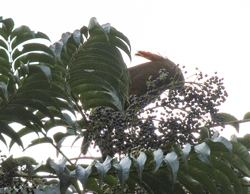 MacGregor's Bowerbird (Amblyornis macgregoriae), photo 6