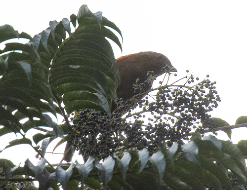 MacGregor's Bowerbird (Amblyornis macgregoriae), photo 7