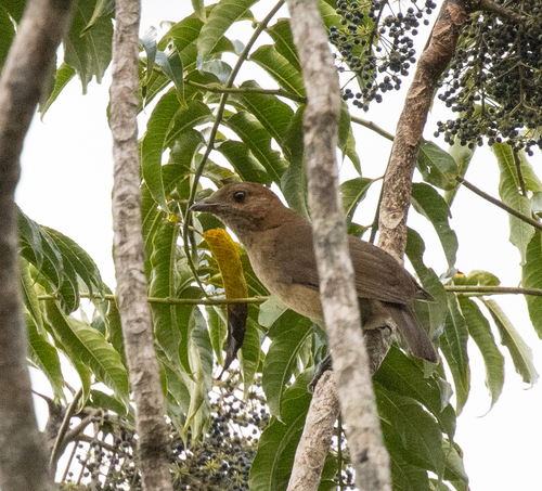 MacGregor's Bowerbird (Amblyornis macgregoriae), photo 8