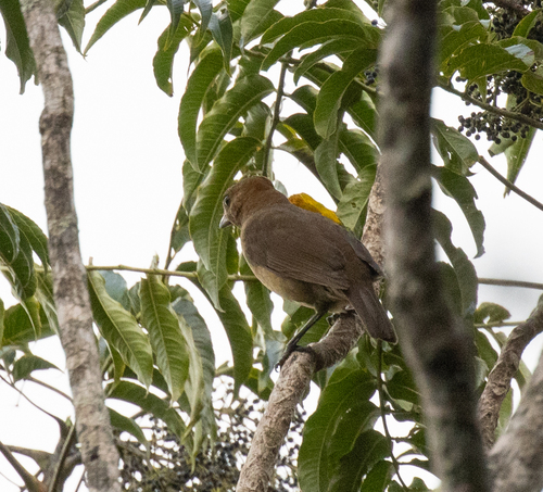MacGregor's Bowerbird (Amblyornis macgregoriae), photo 9