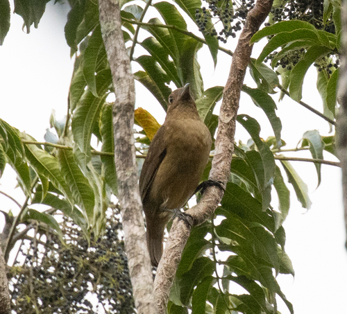 MacGregor's Bowerbird (Amblyornis macgregoriae), photo 10
