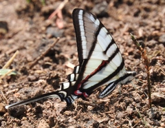 Protographium epidaus