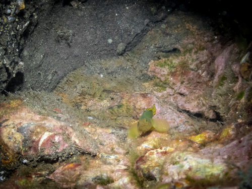 Priolepis aureoviridis observed 2023-09-15